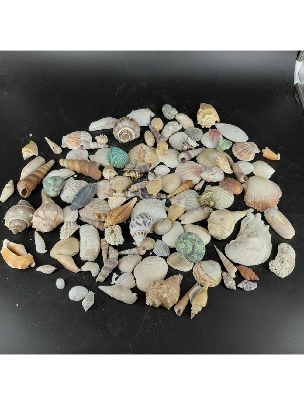 Sea Shells Lot Natural Spiral Scallop Mix Coastal Beach Decor Craft 2.02 Lb